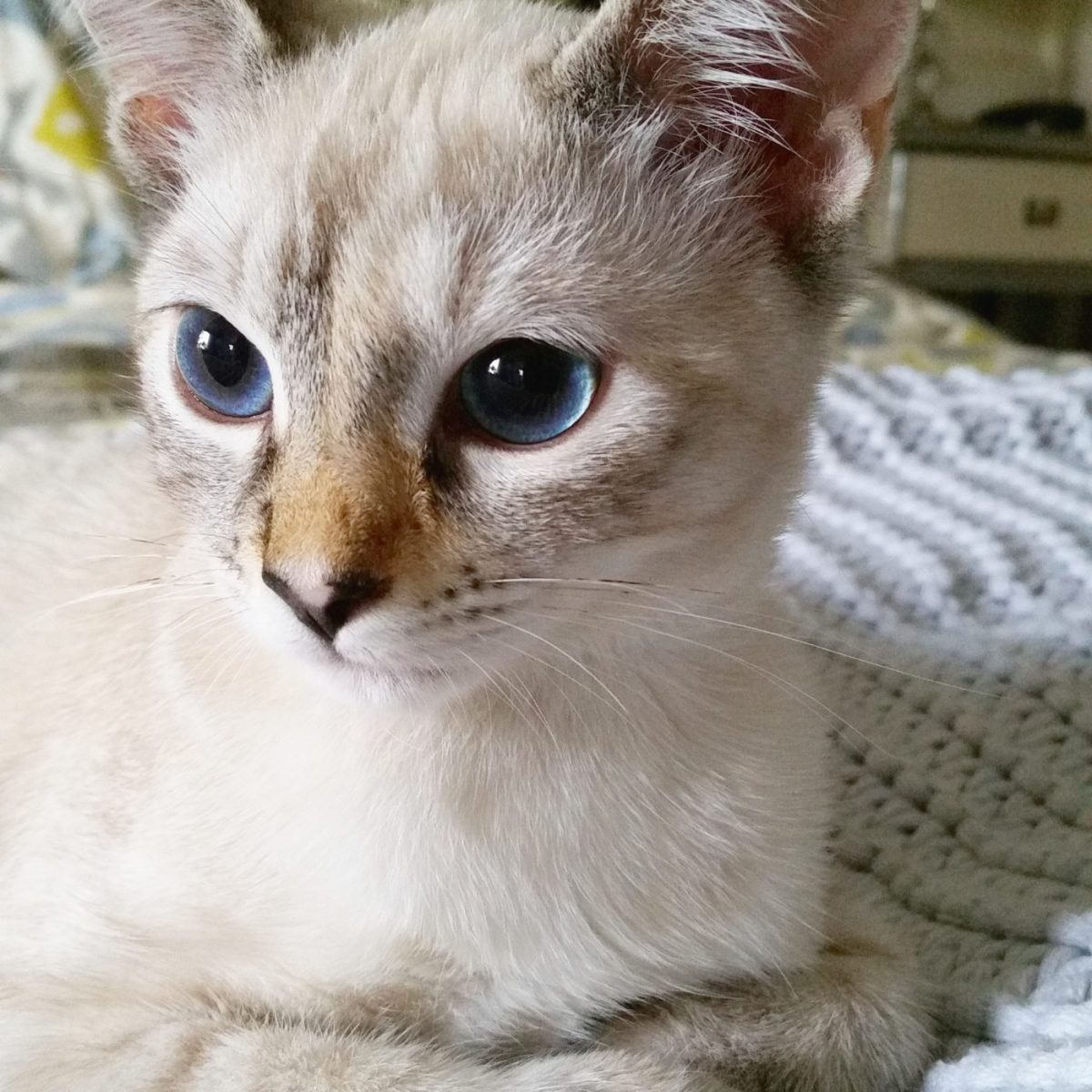 cleo kitten on a blanket
